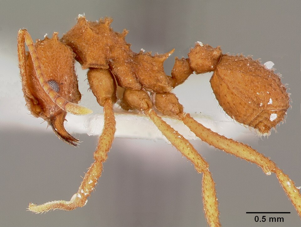Photo of Northern fungus-farming ant