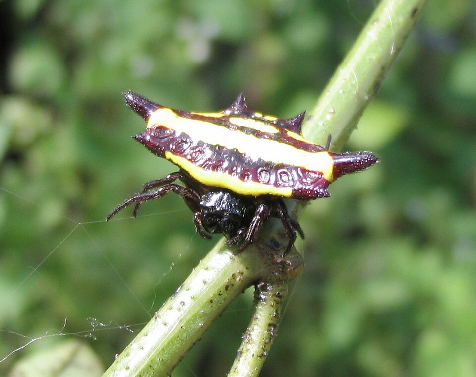 Photo of Northern jewelled spider
