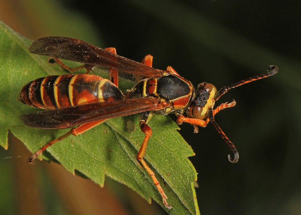 Photo of Northern paper wasp