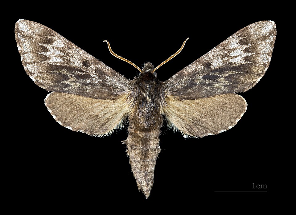 Photo of Northern pine sphinx