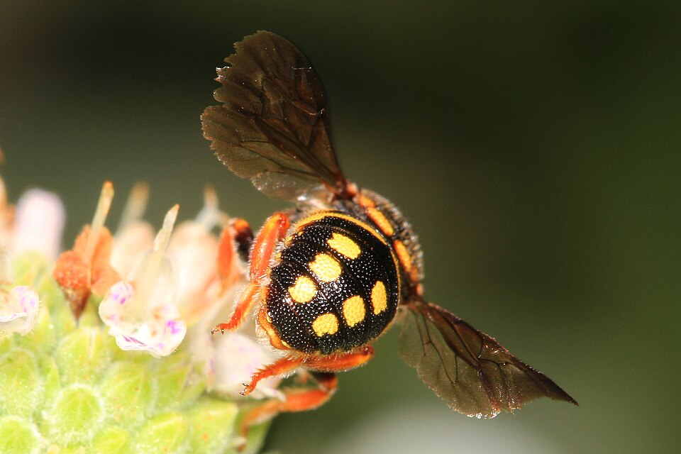 Photo of Northern rotund-resin bee