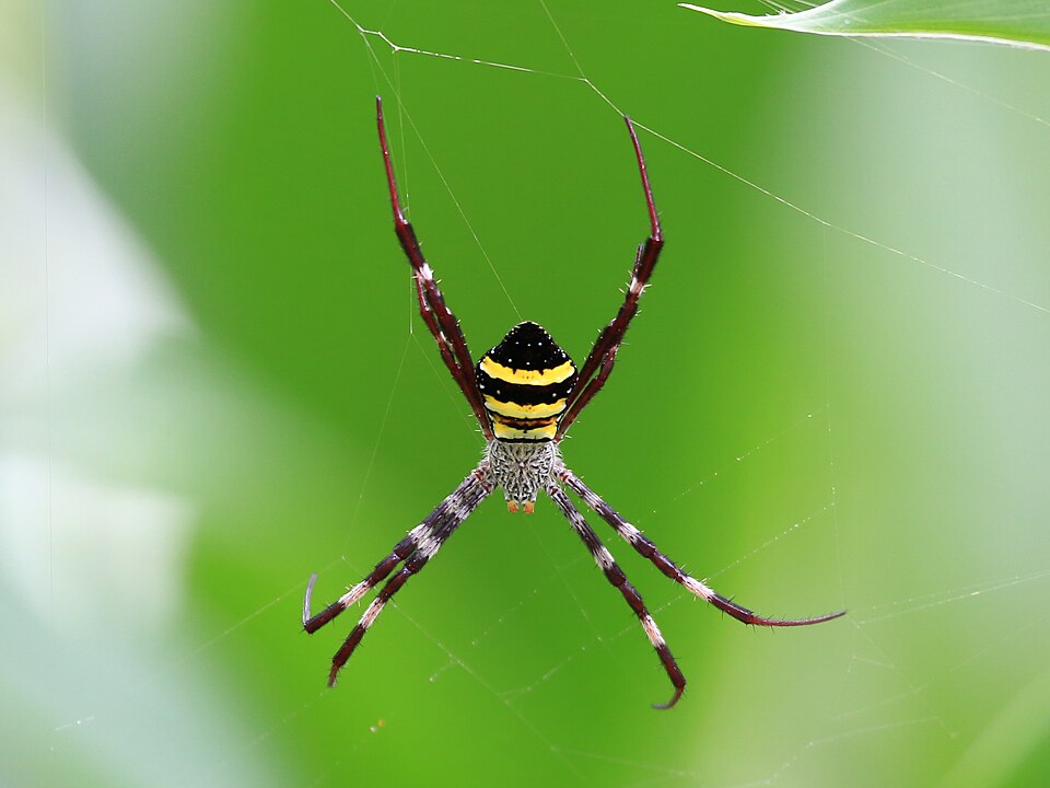 Photo of Northern Saint Andrew's cross spider