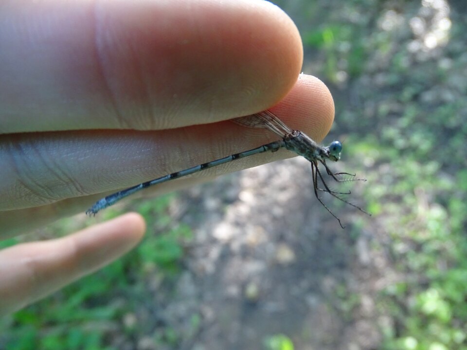 Photo of Northern spreadwing