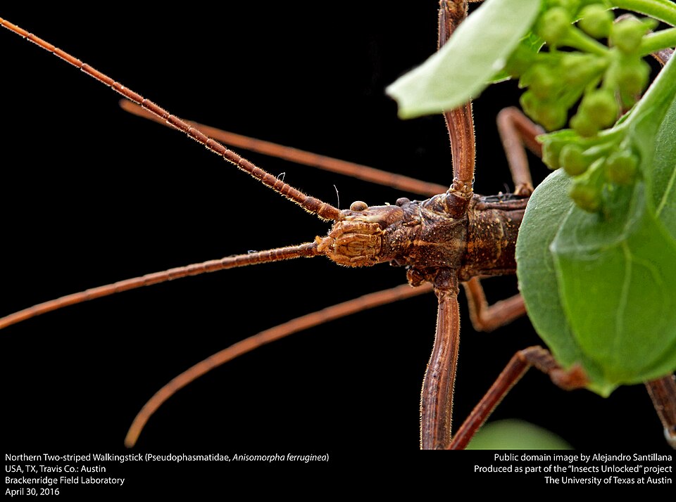Photo of Northern two-striped walkingstick