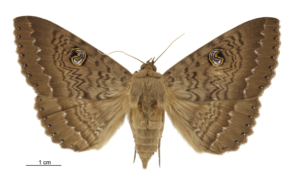 Photo of Northern wattle moth