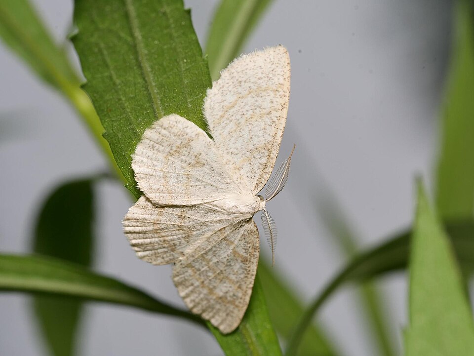 Photo of Northern wave moth