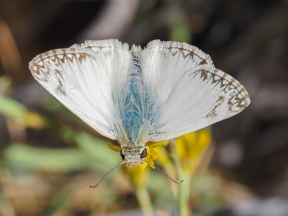 Photo of Northern white-skipper