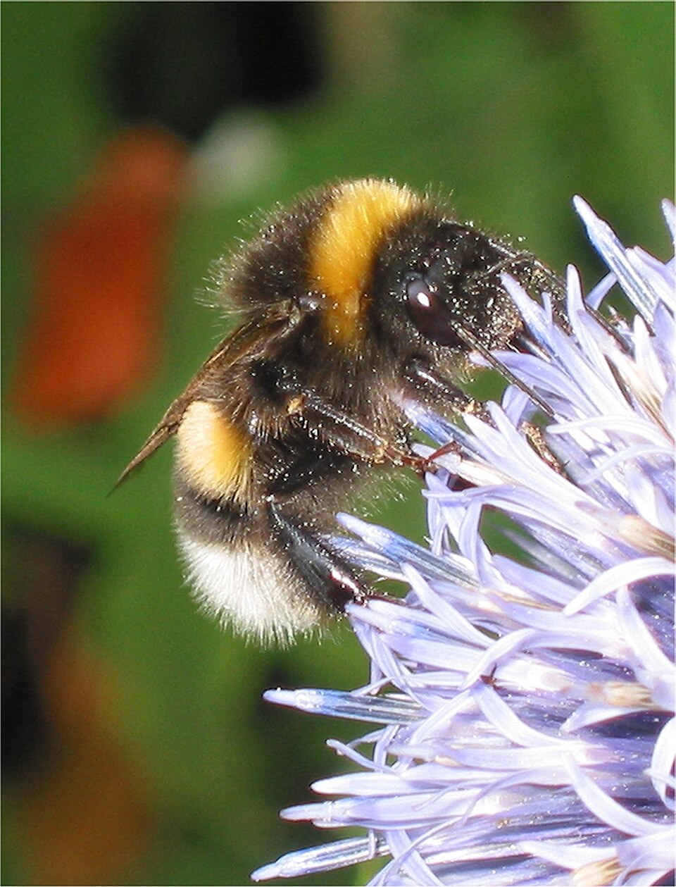 Photo of Northern white-tailed bumble bee