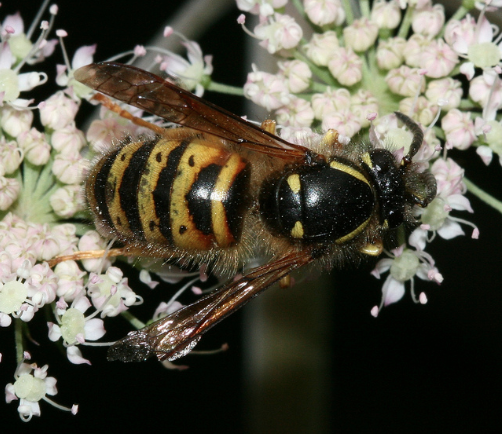 Photo of Norwegian wasp