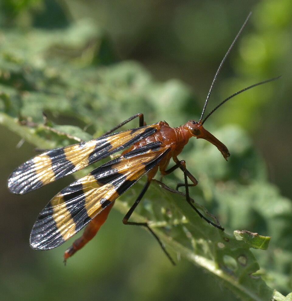 Photo of Nuptial scorpionfly