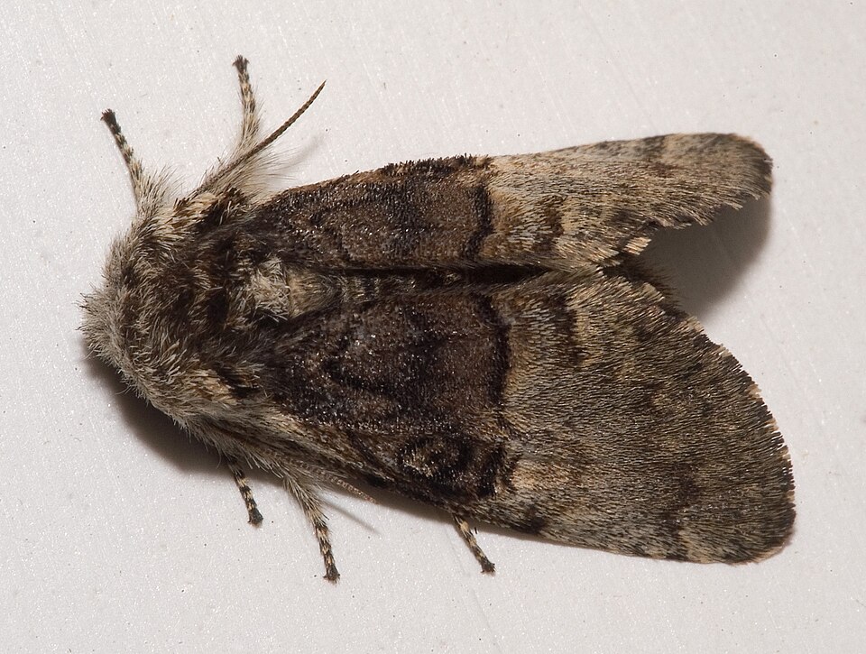 Photo of Nut-tree tussock