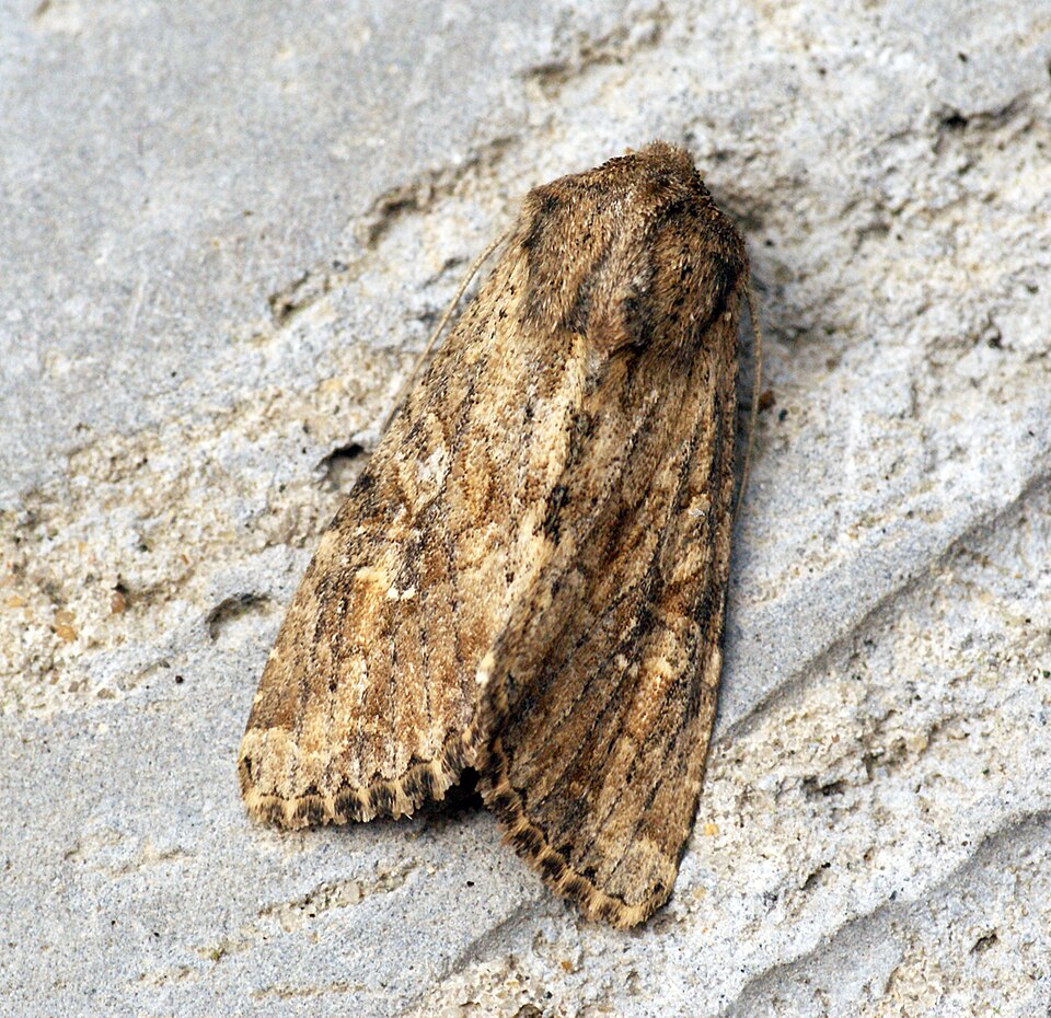 Photo of Nutmeg moth