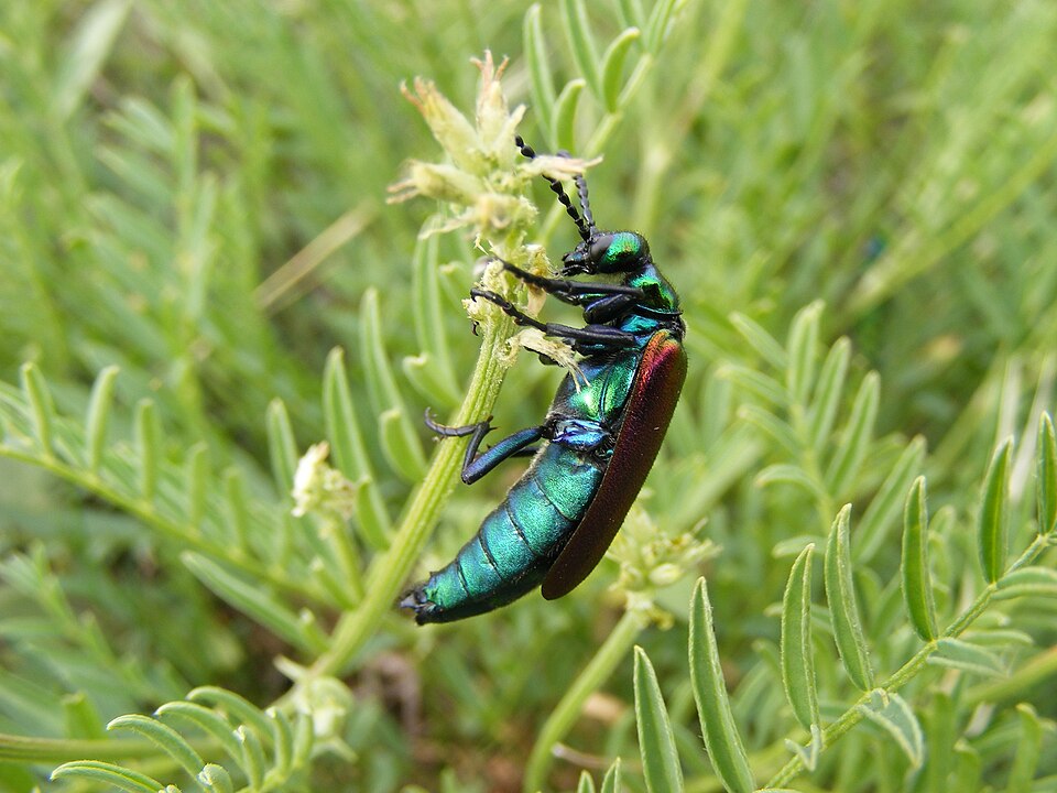 Photo of Nuttall's blister beetle