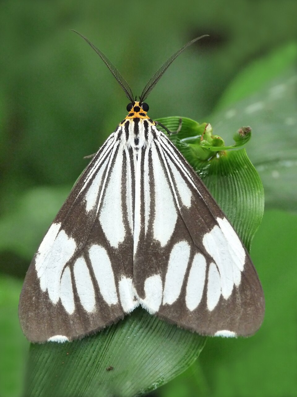 Photo of Marbled white moth