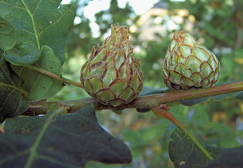 Photo of Oak artichoke gall wasp