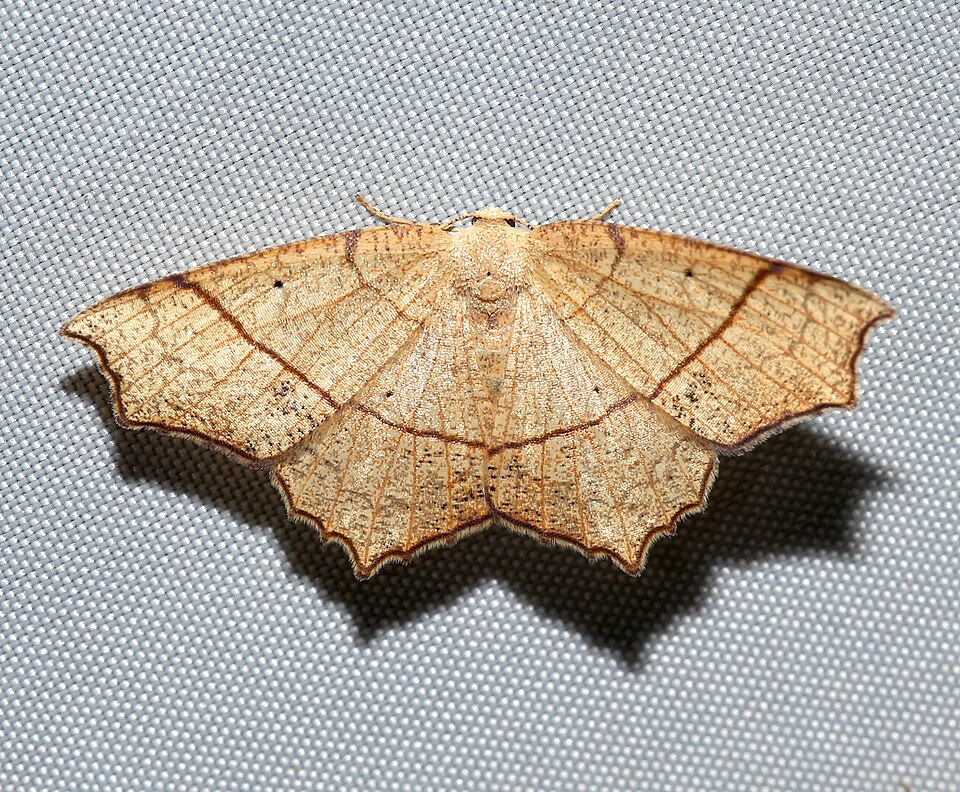 Photo of Oak besma moth