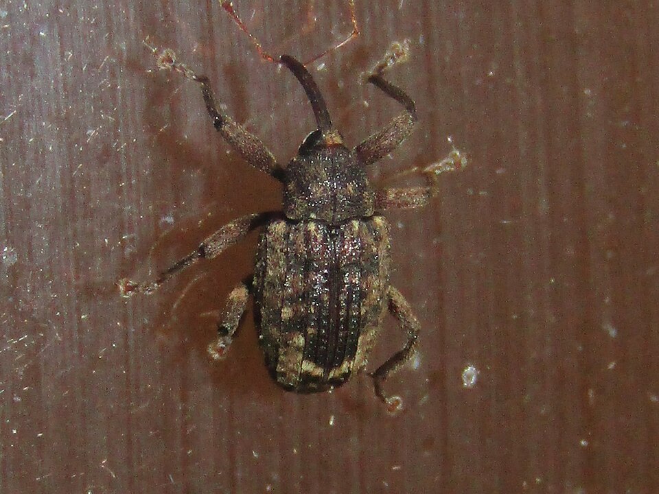 Photo of Oak curculio