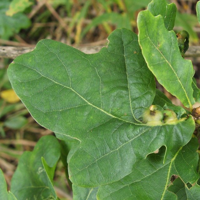 Photo of Oak curved-leaf gall wasp