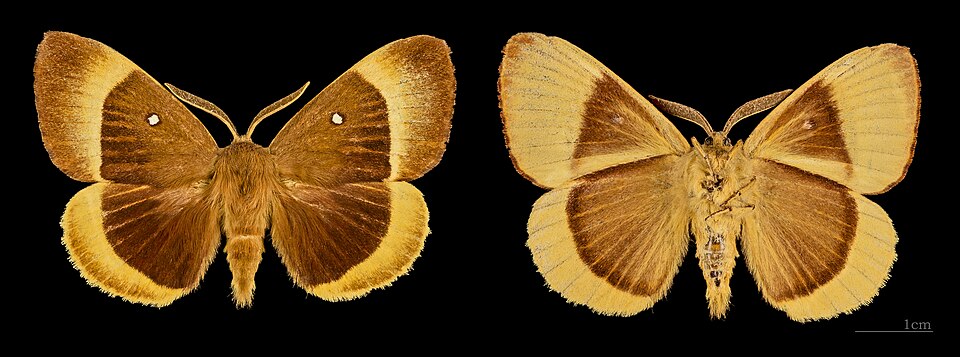 Photo of Oak eggar