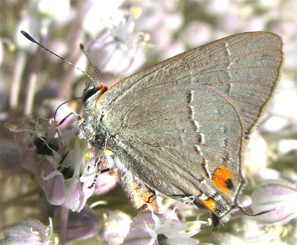 Photo of Oak hairstreak