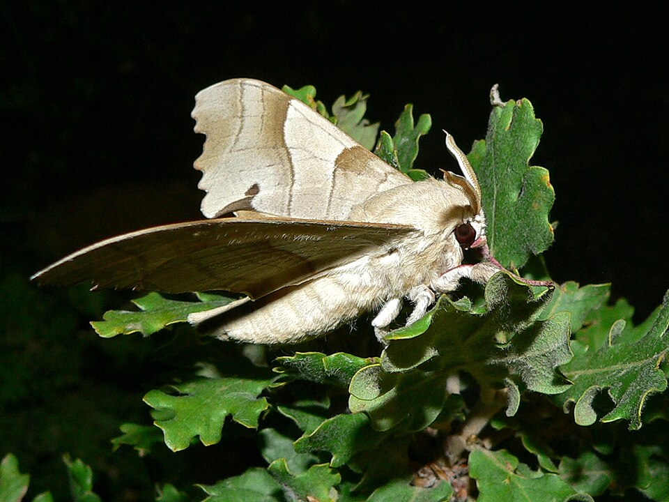 Photo of Oak hawkmoth