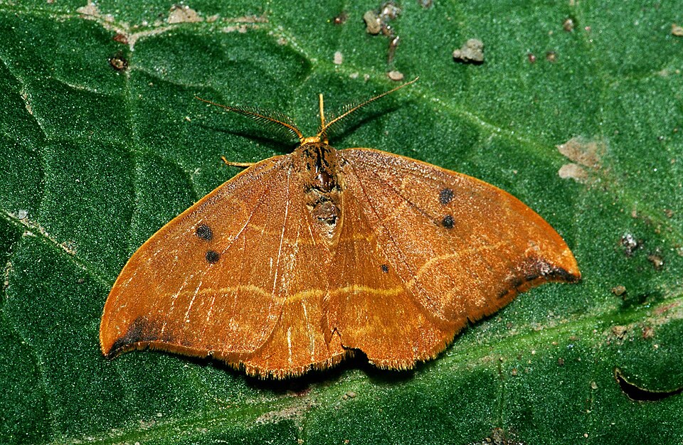 Photo of Oak hook-tip