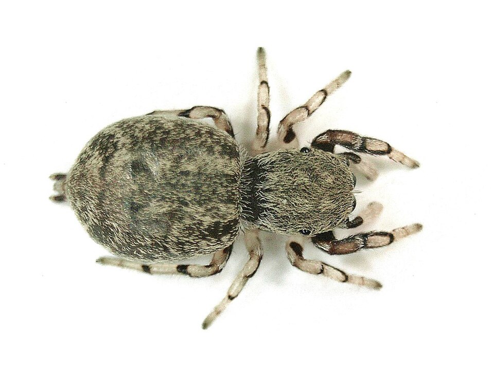 Photo of Oak jumping spider