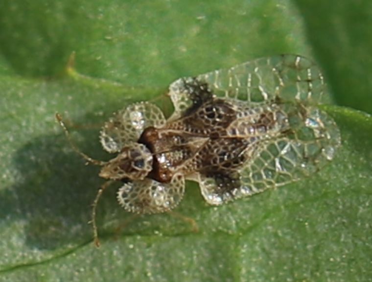 Photo of Oak lace bug