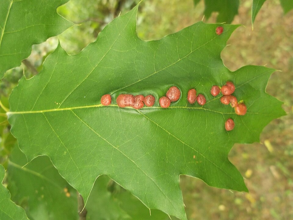 Photo of Oak leaf gall midge