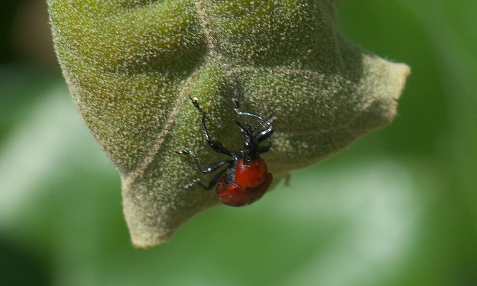 Photo of Oak leaf rolling weevil