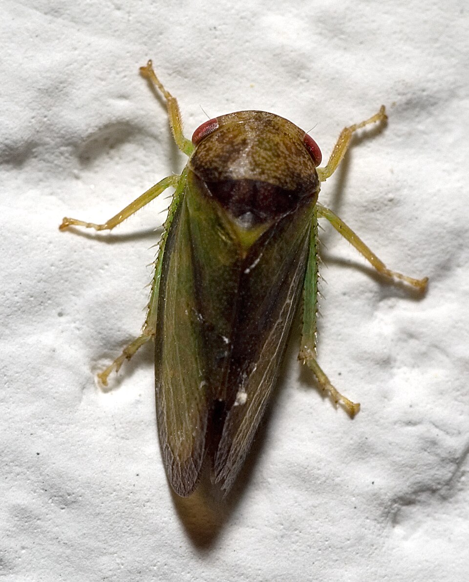 Photo of Oak leafhopper