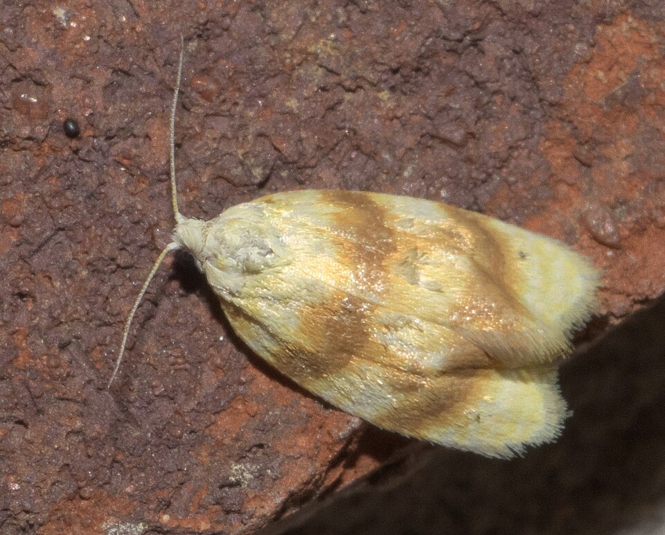 Photo of Oak leafshredder moth