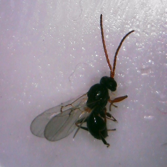 Photo of Oak petiole gall wasp
