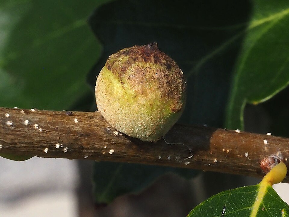 Photo of Oak rough bulletgall wasp