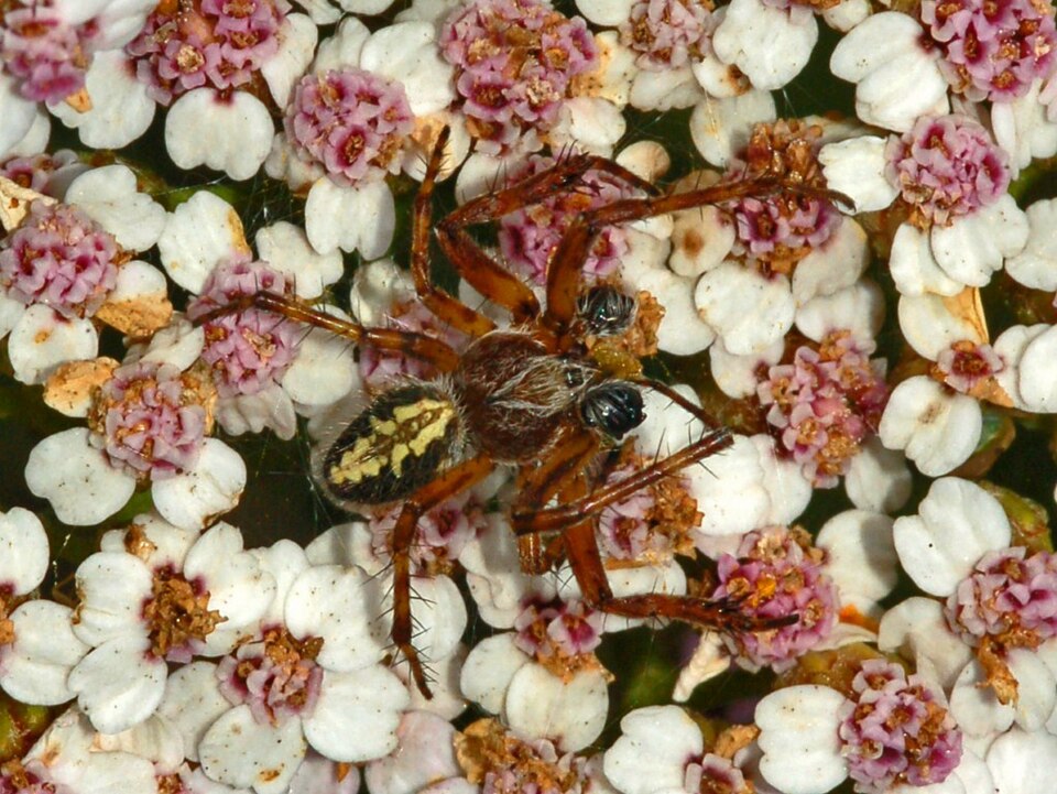 Photo of Oak spider