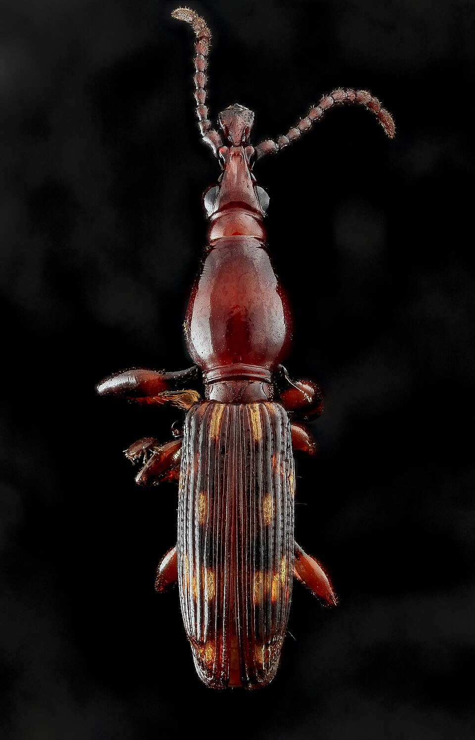 Photo of Oak timberworm