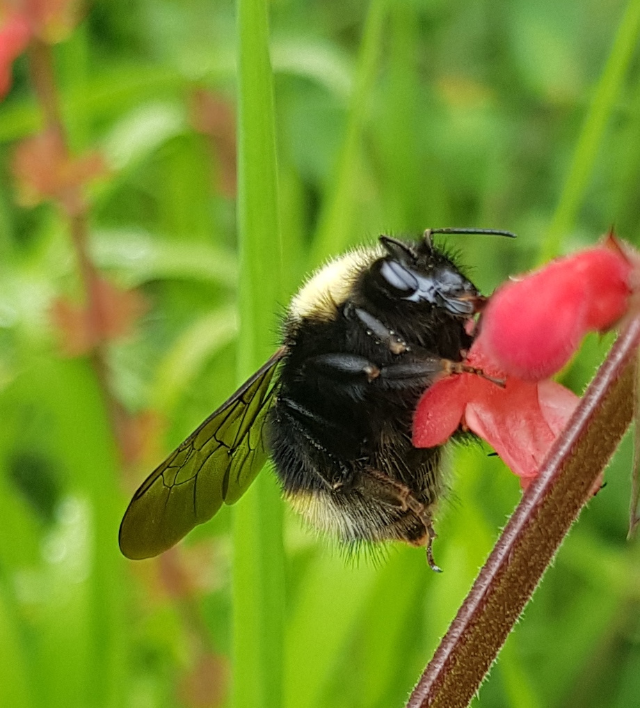Photo of Oaxacan bumble bee