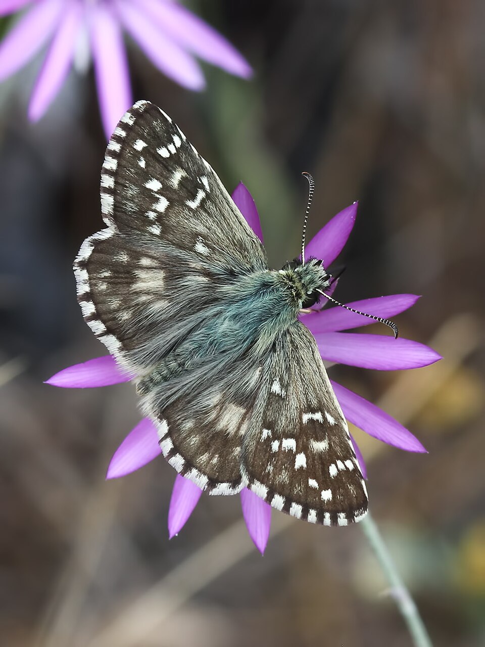 Photo of Oberthür's grizzled skipper