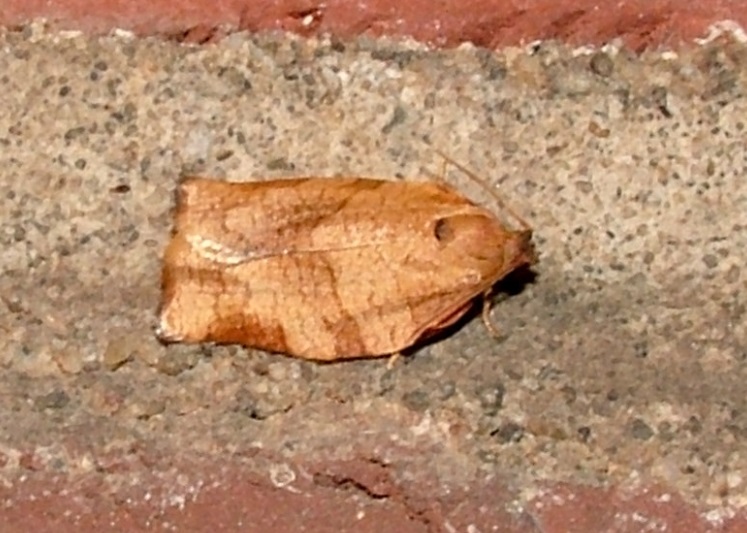 Photo of Oblique-banded leafroller moth