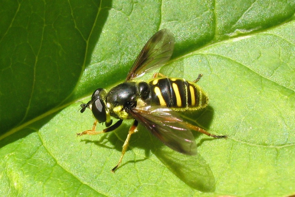 Photo of Oblique-banded pond fly
