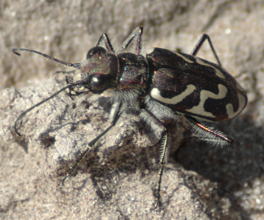 Photo of Oblique-lined tiger beetle