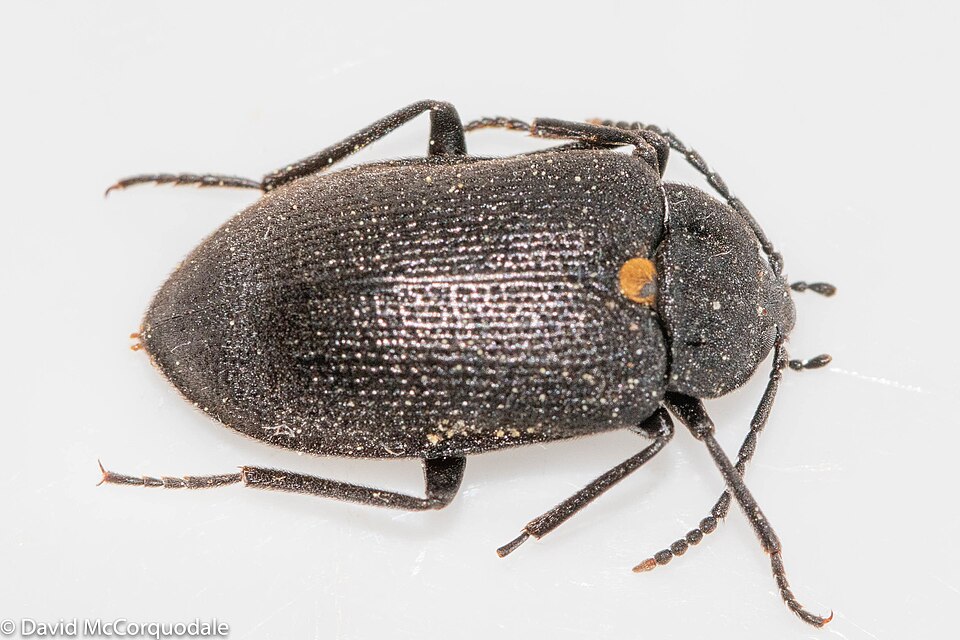Photo of Oblique polypore fungus beetle