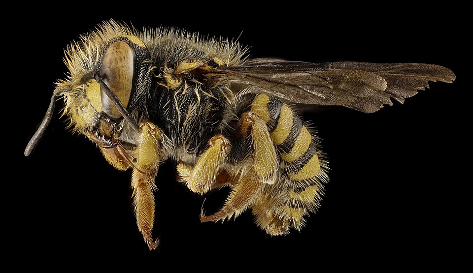 Photo of Oblong woolcarder bee