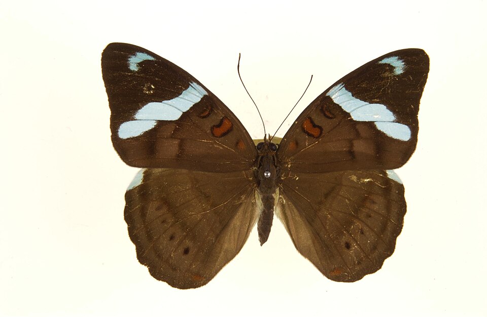 Photo of Obrinus olivewing