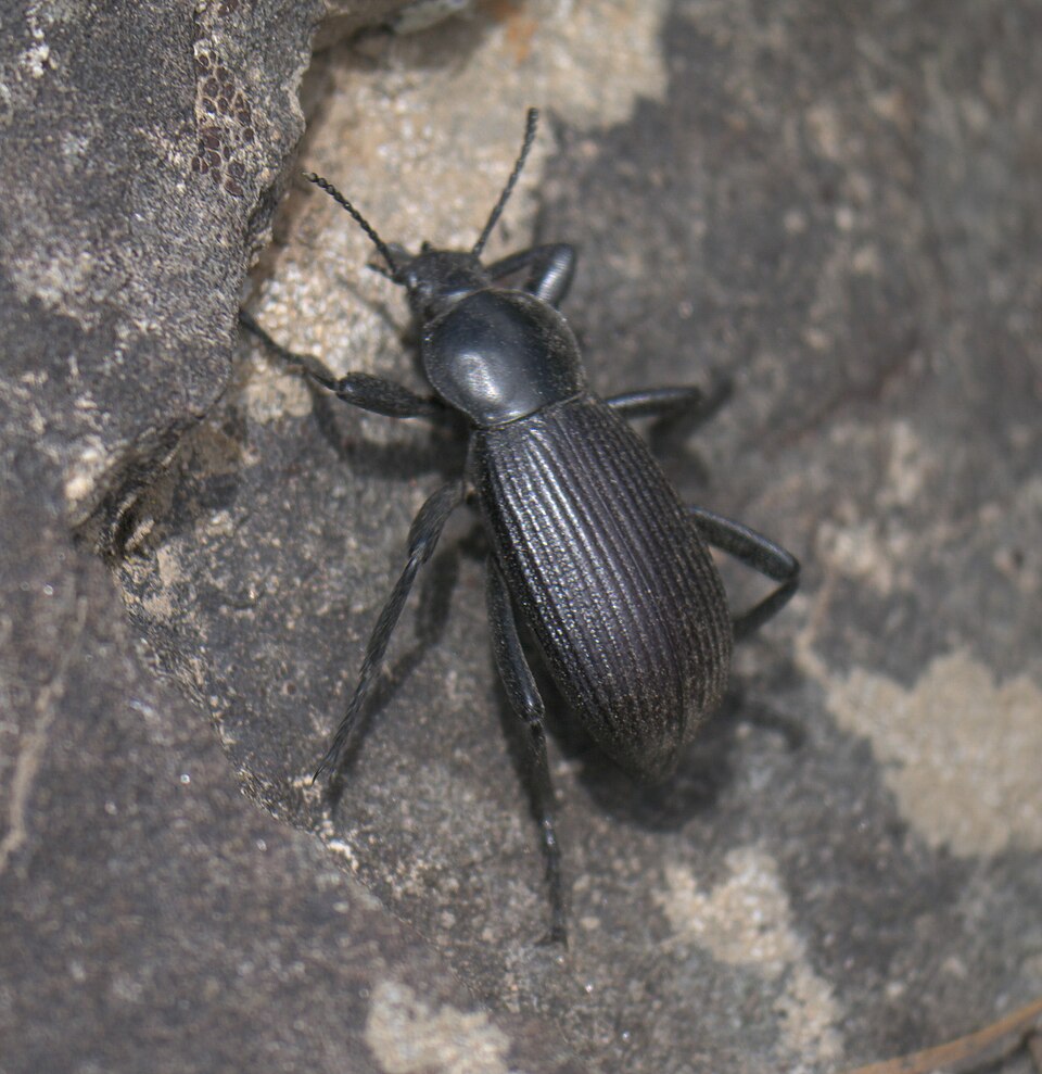 Photo of Obscure darkling beetle