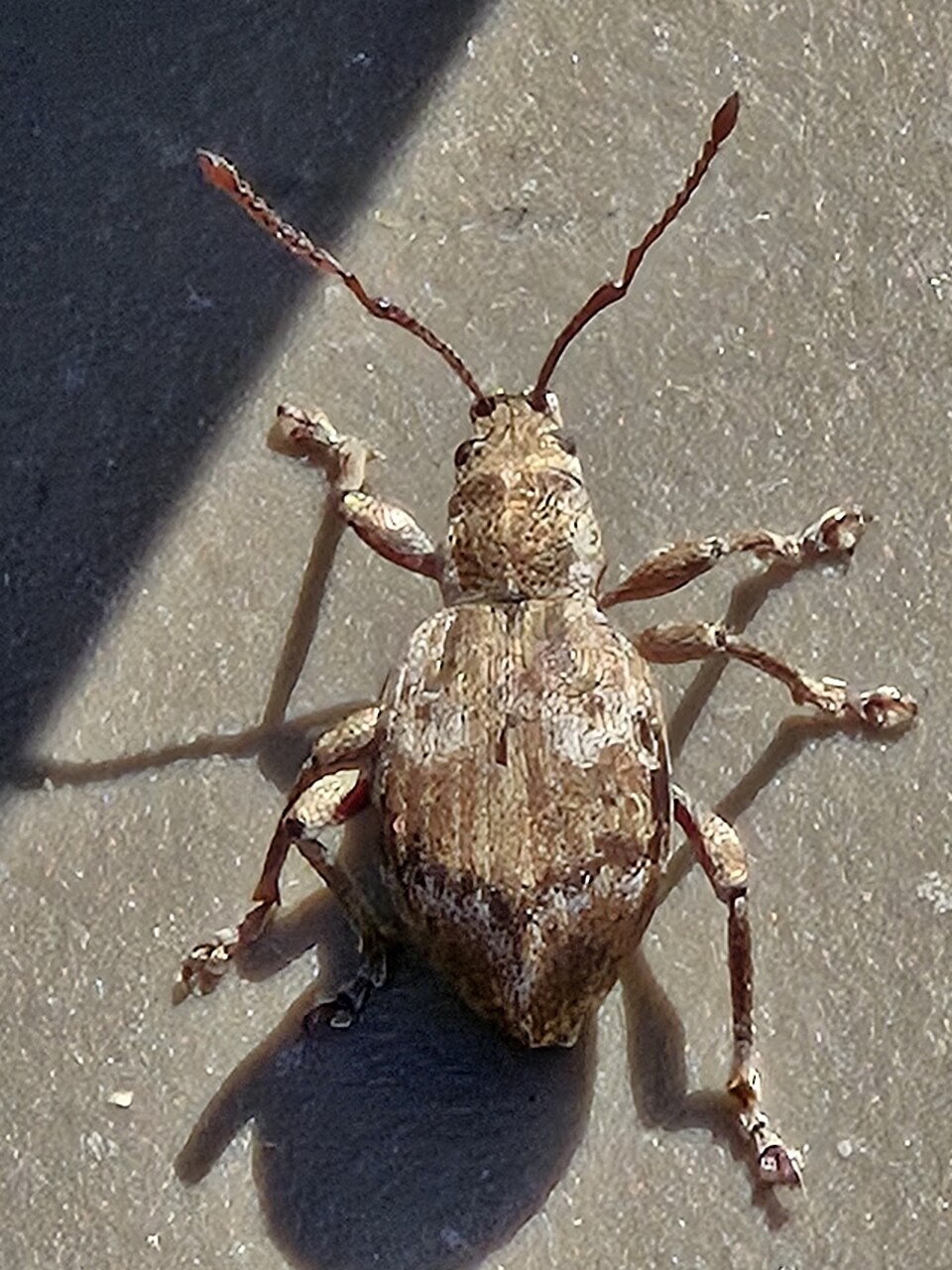 Photo of Obscure root weevil