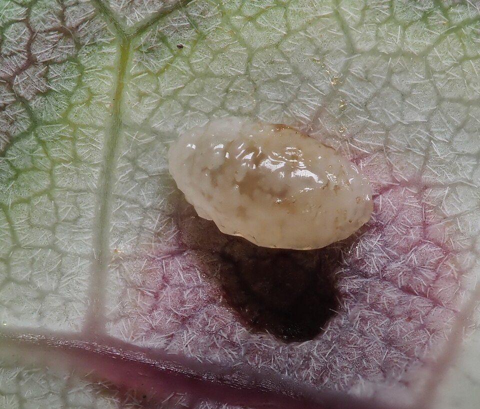 Photo of Ocellate gall midge