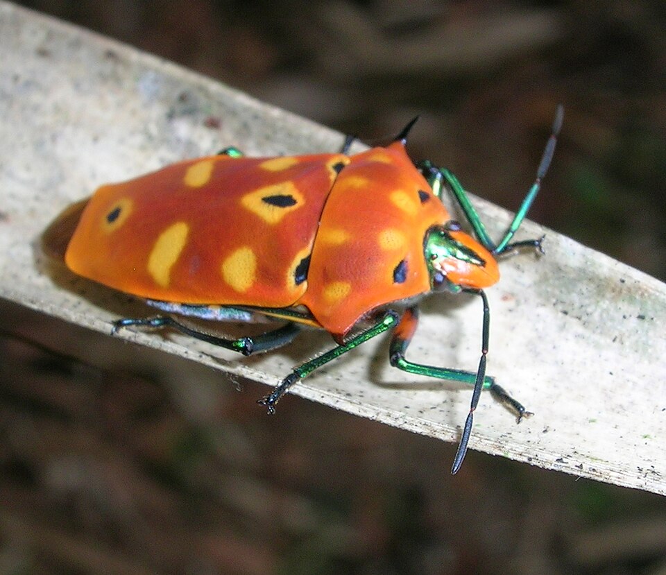 Photo of Ocellated shield bug