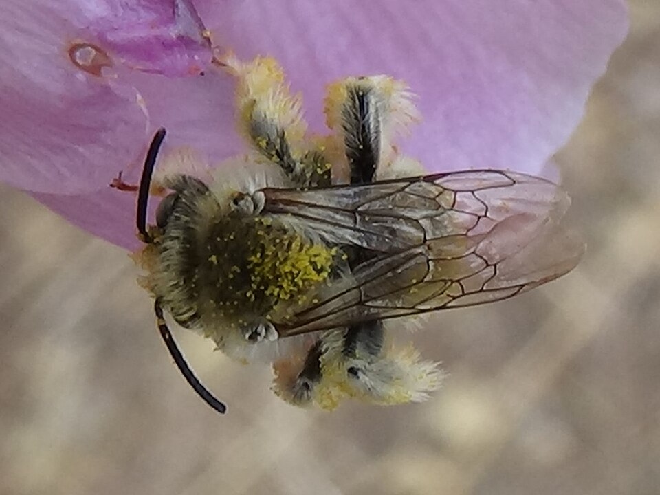 Photo of Ochraceous chimney bee