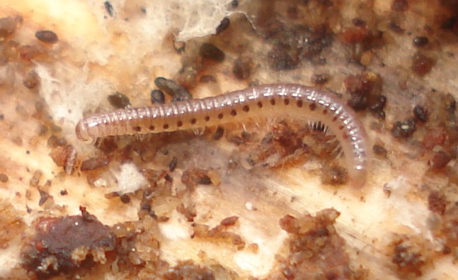 Photo of Ochre snake millipede